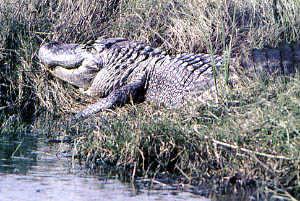 This alligator in Mcfaddin Wildlife Refuge is part of one of the densest alligator populations of American Alligators in Texas.